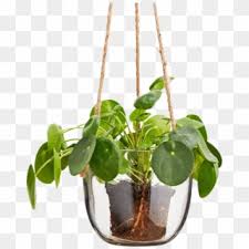 Free for commercial use no attribution required high quality images. Hanging Plant Png Transparent For Free Download Pngfind