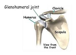 Muscle diagram of shoulder shoulder muscles diagram shoulder muscle diagrams diagram site. Shoulder Joint Diagram Somatic Movement Center