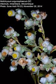 Image result for Helichrysum argyrosphaerum