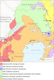 Image result for Dasylepis eggelingii