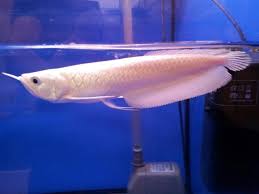 Scopri ricette, idee per la casa, consigli di stile e altre idee da provare. 7 Ikan Hias Termahal Di Dunia Bernilai Miliaran Rupiah Langka Indah