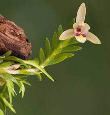 Image result for Polystachya aconitiflora