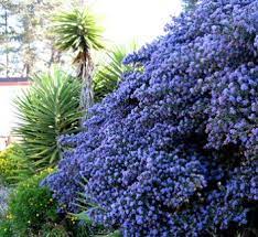 The bottle brush has red blooms shaped like a long bottle. Blue Sapphire Ceanothus Zone 8 11 Evergreen Groundcover Shrub Partial To Full Sun 2 4 Ft Tall And 4 6 Plants California Lilac California Native Garden