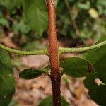 Image result for Cremaspora