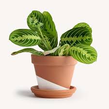 Image result for maranta