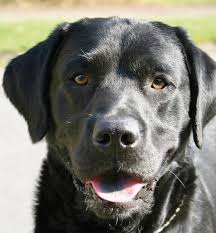 I'd think about 14 years.though i have seen labs as old as 17 and 18 years.for a big dog, they really have a long life. Labrador Retriever