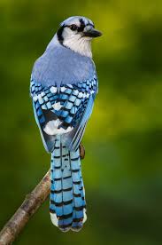 Birds That Look Like Blue Jays But Are Black Blue Jay Showing Off His Gorgeous Tail And Wings Colors Blue Jay Blue Jay Feather Blue Jay Bird
