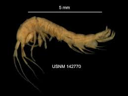 Image result for Disperis johnstonii