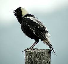 Image result for Dicranolepis buchholzii