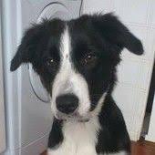 They are not always kc registered, have no health. A 6 Month Old Border Collie Puppy Is Looking For A New Home Check Out Its Amazing Eyes Puppies Smartest Dog Breeds Border Collie
