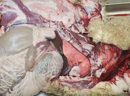 Post mortem synonyms, post mortem pronunciation, post mortem translation, english dictionary definition of post mortem. Ruminant Animal Post Mortem Guide Agriculture And Food