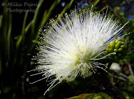 Image result for Calliandra haematocephala