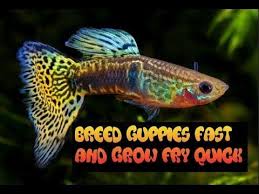 How To Breed And Care For Guppies Grow Fry Fast Youtube Guppy Breeds Guppy Fish
