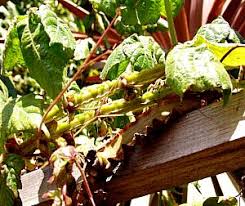 Image result for Cissus