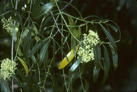 Image result for Catha edulis
