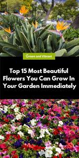We did not find results for: Top 15 Most Beautiful Flowers You Can Grow In Your Garden Immediately Trees Com