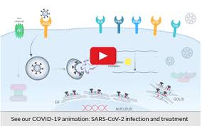 It may be novel, but it's from the same viral family as sars, mers, oc43 and hku1. Covid 19 Sars Cov 2 Research Tools Invivogen