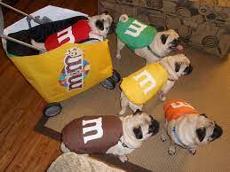 Submit in this thread 1 photo of your pug/pugs sporting their costume. Pin On It So Fluffy