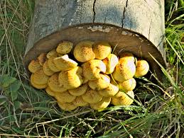 Jelly fungus belongs to the class heterobasidiomycetes; Fungifriday By Ewkaw Yellow Fungi On Tree Trunk Steemkr