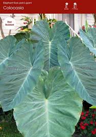 Maybe you would like to learn more about one of these? Colocasia Esculenta Elephant Ear Jack S Giant 11 13 15 P Open Top Box Rotex Flowerbulbs Bv