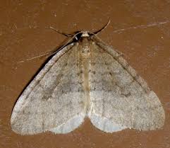 Image result for Operophtera fagata