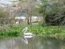 Naivasha is also a popular tourist destination. Naivasha Nilpferde Rosen Und Geothermische Kraftwerke Uli In Nairobi