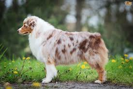 Maybe you would like to learn more about one of these? Australian Shepherd Dog Breed Facts Highlights Buying Advice Pets4homes