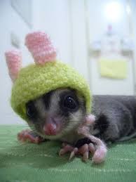 Veja curiosidades e como cuidar do sugar glider. Suger Glider Petauro Do Acucar Animais De Estimacao Bichinho De Estimacao