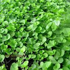 Image result for Centella glabrata