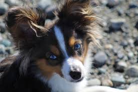 It's also free to list your available puppies and litters on our site. Australian Shepherd Australischer Schaferhund Portrait Pfotencafe Leben Mit Hund Und Katze