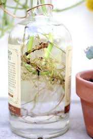 You can also try rooting christmas cactus in water. Up Your Houseplant Game With Water Propagation A Beautiful Mess