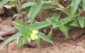 Image result for Commelina zambesica