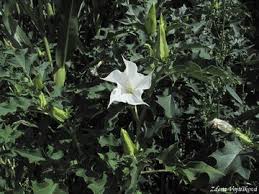 Image result for durman obecný květ