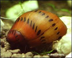 Tracked Nerite Snail Algae Eating Abilities This Snail Will Clean Your Tank Spotless It Is Recommended That You Supplement Their Diet Since Aquarium Vissen