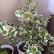 Image result for Ficus triangularis