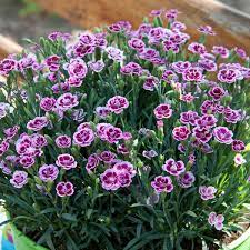 Pink Dianthus Pink Dianthus Dianthus Flowers Pink Perennials