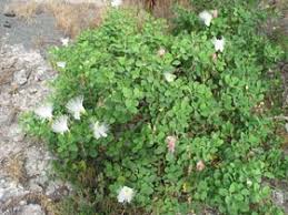 Image result for Capparis citrifolia