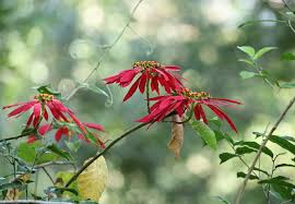 Image result for Euphorbia pulcherrima