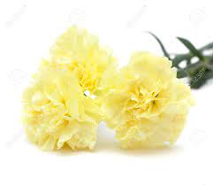 Yellow Carnation Flower Pic Best Flower Wallpaper