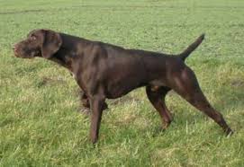 Deutsch Kurzhaar Deckruden Deutsch Kurzhaar Arbeitshunde Ungarischer Hund