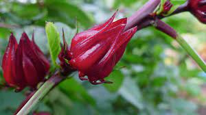 Dari berbagai macam bunga didunia ini ada beberapa bunga yang paling langka dan hampir punah didunia ini. Inilah 15 Tanaman Obat Herbal Keluarga Ampuh Hilangkan Penyakit Rumah Com