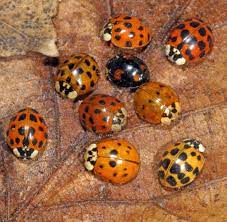 Asiatischer marienkäfer (harmonia axyridis) (c) reinhard naumann. Bio Waffen Wie Asiatische Marienkafer Deutsche Verwandte Toten Welt