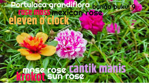 Check spelling or type a new query. Manfaat Bunga Pukul 9 Dan Cara Menanamnya Youtube