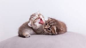Check spelling or type a new query. Kenapa Kucing Bisa Pulang Sendiri Setelah Lama Meninggalkan Rumah Popmama Com