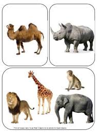 Animales De La Selva In 2020 Wild Animals Pictures Animals Animal Pictures For Kids