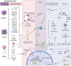 Check spelling or type a new query. Frontiers The Role Of Nucleases And Nucleic Acid Editing Enzymes In The Regulation Of Self Nucleic Acid Sensing Immunology