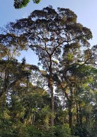 Image result for Globimetula rubripes