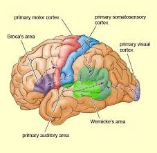 The Brain From Top To Bottom Wernicke S Area Broca S Area Speech Language Pathology Grad School