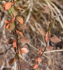 Image result for Clutia pulchella