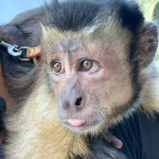 Also many states do regulate pet monkeys and some ban them altogether. Buy Female Capuchin Monkey Online Own A Lifetime Luxury Pet Today